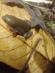 Hypopachus variolosus