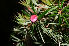 Cyathodes glauca