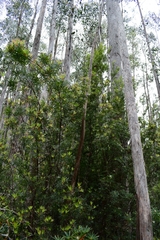 Cyathodes glauca