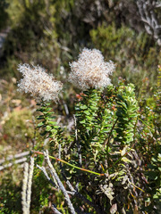 Ozothamnus rodwayi