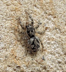 Salticus cingulatus