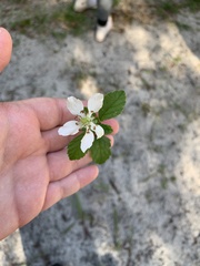Rubus cuneifolius