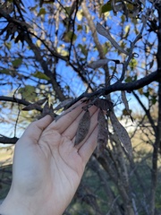 Cercis canadensis