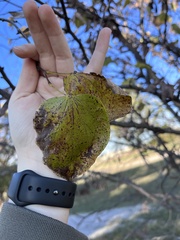 Cercis canadensis