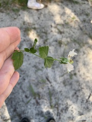 Rubus cuneifolius
