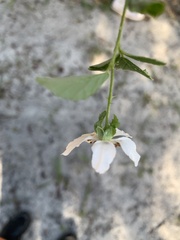 Rubus cuneifolius