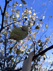 Cercis canadensis