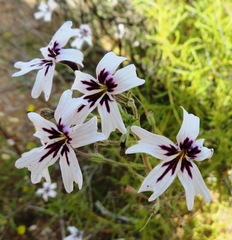 Jamesbrittenia racemosa