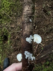 Scytinotus longinquus