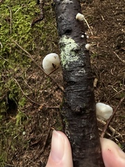 Scytinotus longinquus