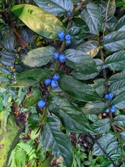 Lasianthus attenuatus attenuatus