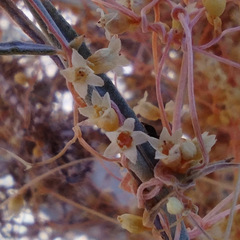 Cuscuta psorothamnensis