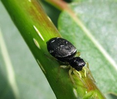 Heliophanus flavipes