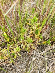 Hemichroa pentandra