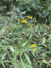 Helianthus giganteus