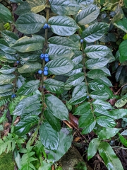 Lasianthus attenuatus attenuatus