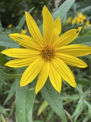 Helianthus giganteus