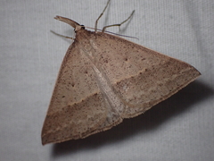 Epidesmia hypenaria