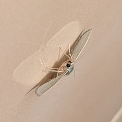 Phaiogramma faustinata