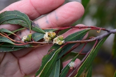 Eucalyptus nitida