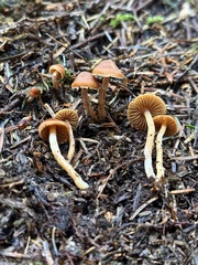 Cortinarius obtusus