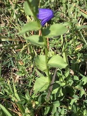 Campanula rhomboidalis