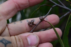 Eucalyptus nitida
