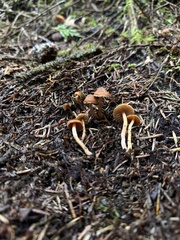 Cortinarius obtusus