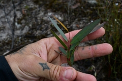 Eucalyptus nitida