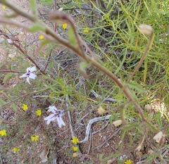 Jamesbrittenia racemosa