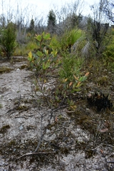 Eucalyptus nitida