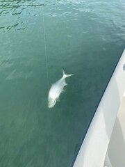 Megalops atlanticus