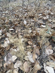 Dysphania graveolens