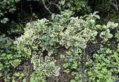 Euonymus japonicus