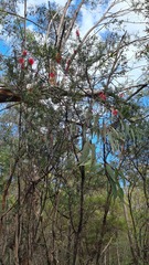 Melaleuca linearifolia