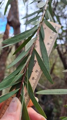 Melaleuca linearifolia