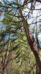 Melaleuca linearifolia
