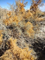 Cuscuta psorothamnensis