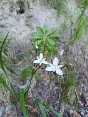 Libertia paniculata