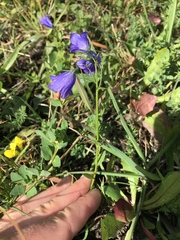 Campanula rhomboidalis