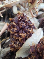 Kopsiopsis strobilacea