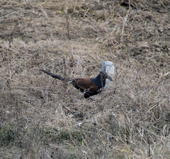 Centropus sinensis parroti