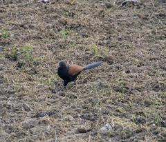 Centropus sinensis parroti