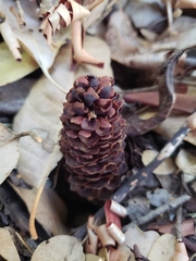 Kopsiopsis strobilacea