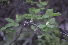 Lonicera utahensis