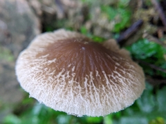 Fungi