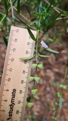 Prostanthera linearis