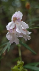 Prostanthera linearis