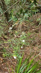 Prostanthera linearis