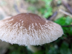 Fungi